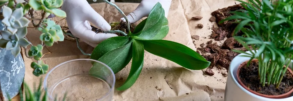 Person topft eine Orchidee um